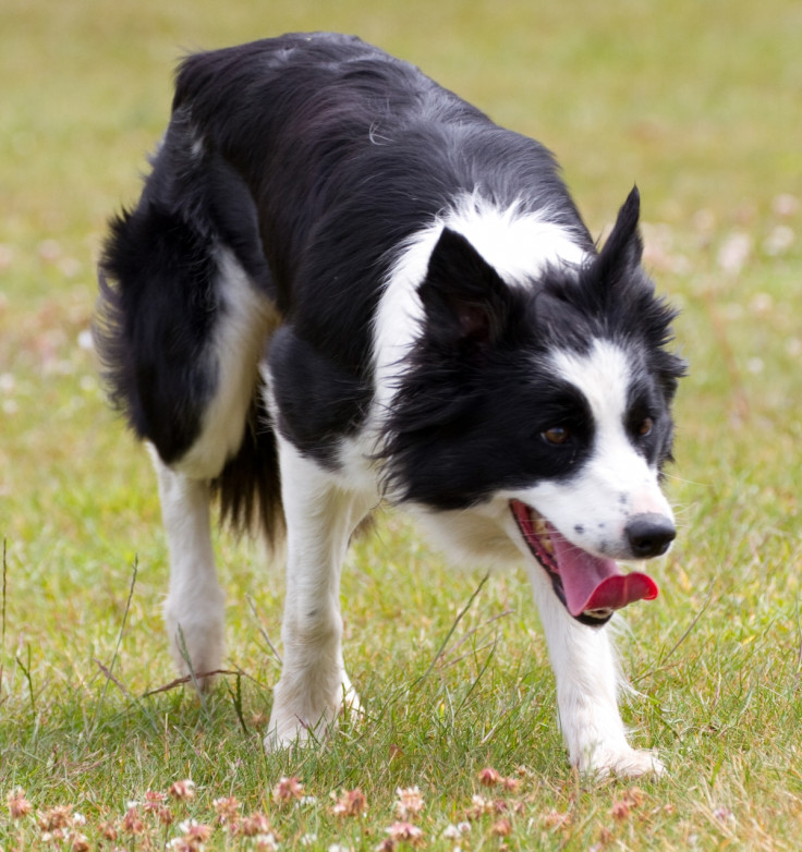 Border Collie