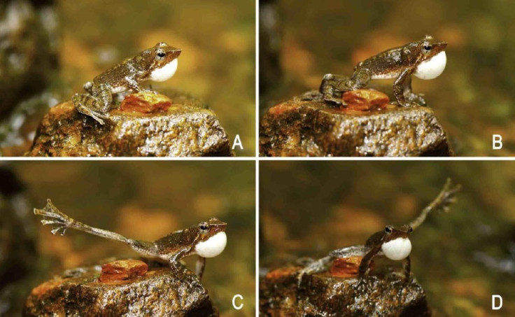 Dancing frogs