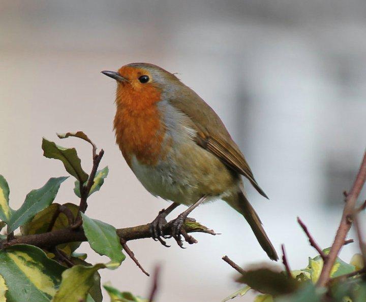 Britain has a National Bird and it's the robin red breast says BBC