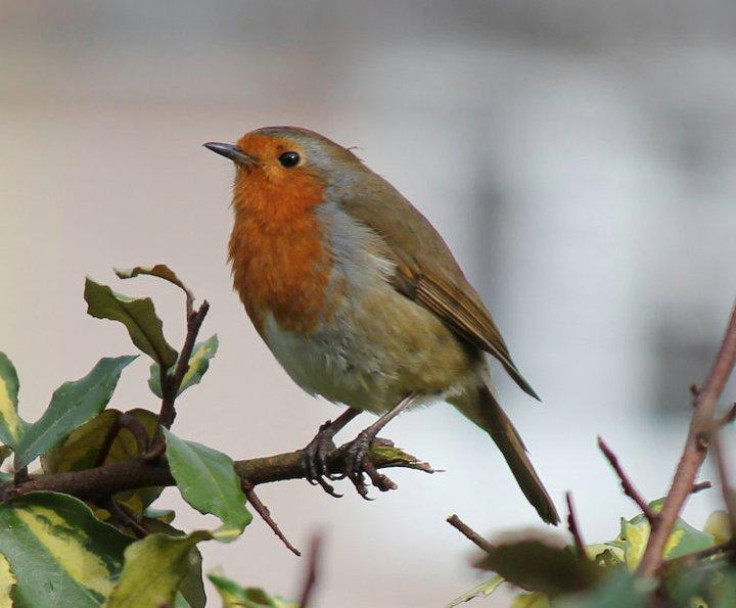 A robin