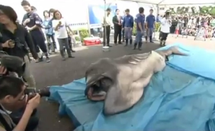 megamouth shark