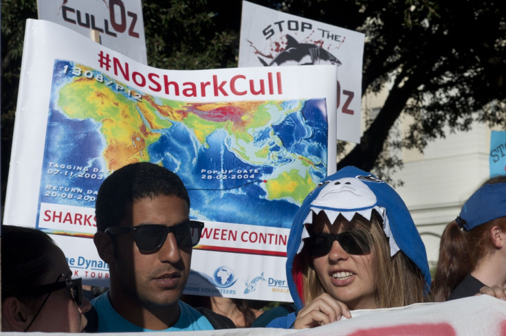 shark cull