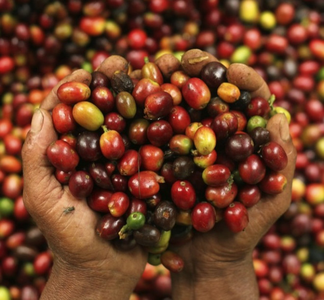 Producers of fair trade coffee are often paid below market rate.REUTERS/Yusuf Ahmad Producers of fair trade coffee are often paid below market rate.REUTERS/Yusuf Ahmad