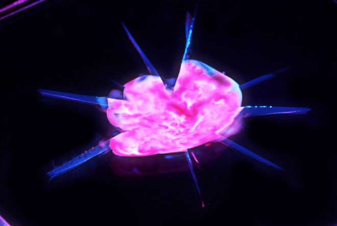 Scientists have invented a system that enables plastics to repair and regenerate by themselves Scientists have invented a system that enables plastics to repair and regenerate by themselves