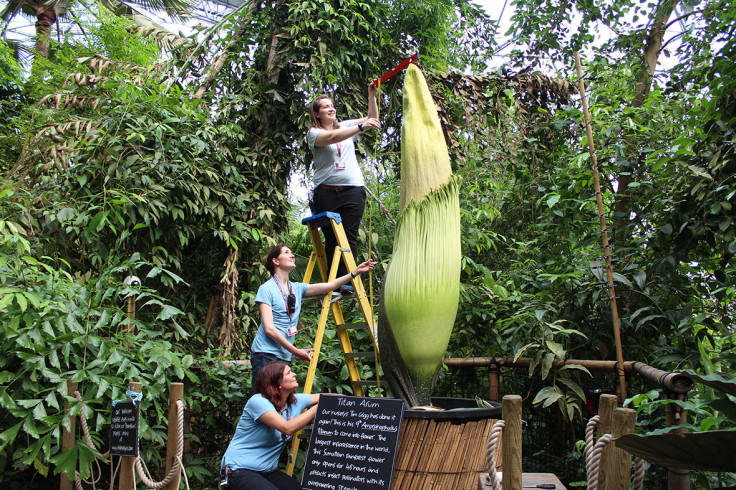 tallest flower