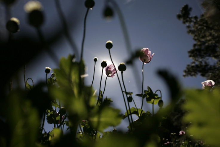 A poppy field in Sinaloa, Mexico (Reuters)