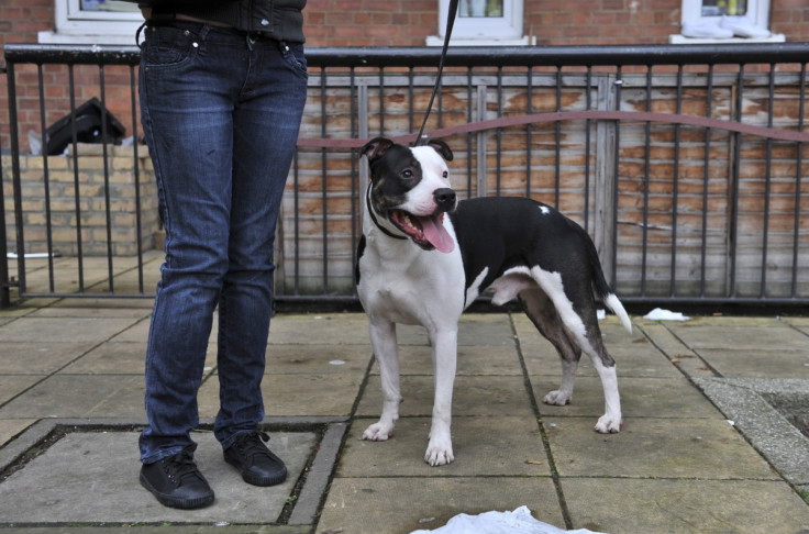 Pit bull terriers are amongst the breeds banned by the Dangerous Dogs Act.
