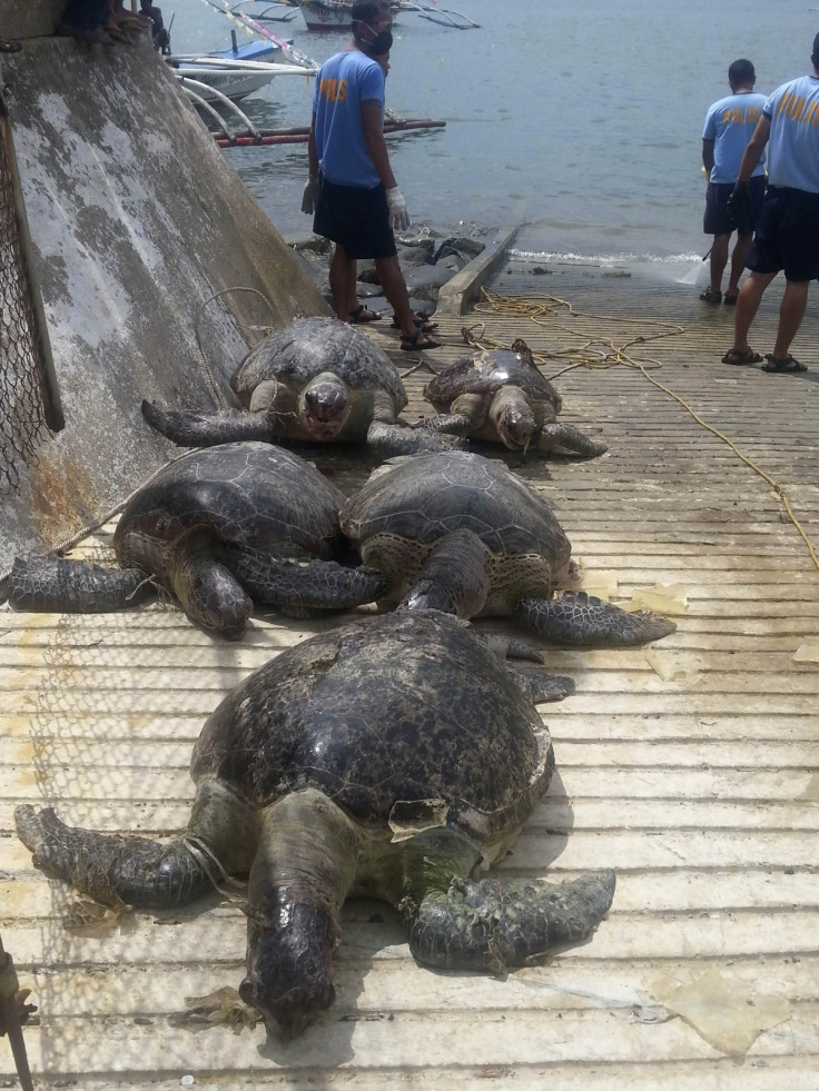 Chinese poaching turtles philippines fishermen
