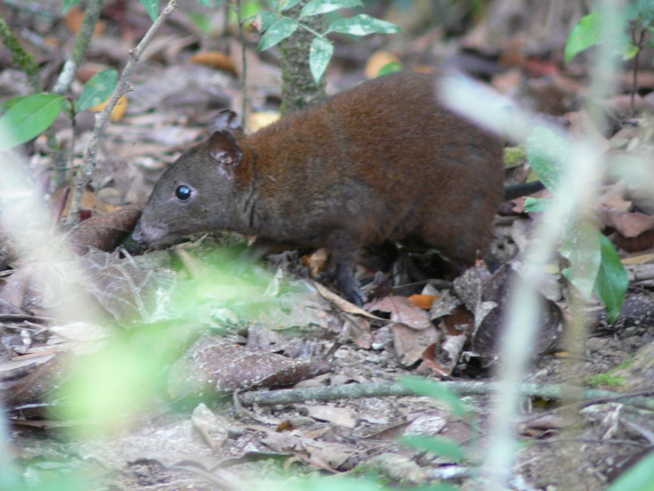 musky rat-kangaroo