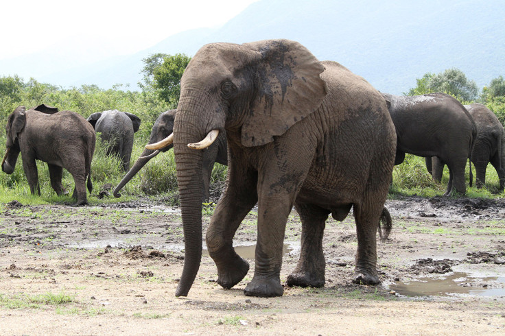 elephants congo