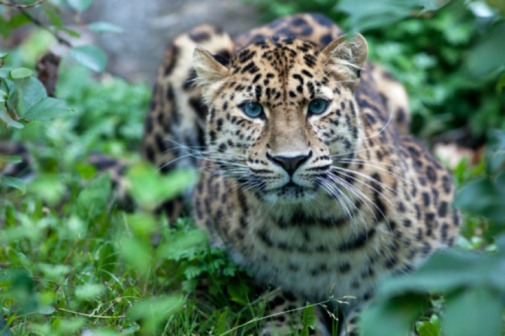 Amur Leopard