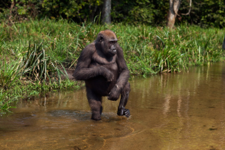 Cross River Gorilla