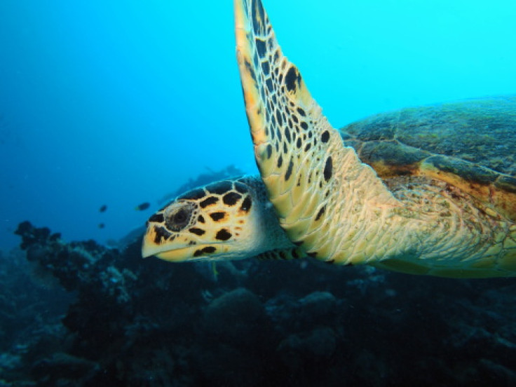 Hawksbill Turtle