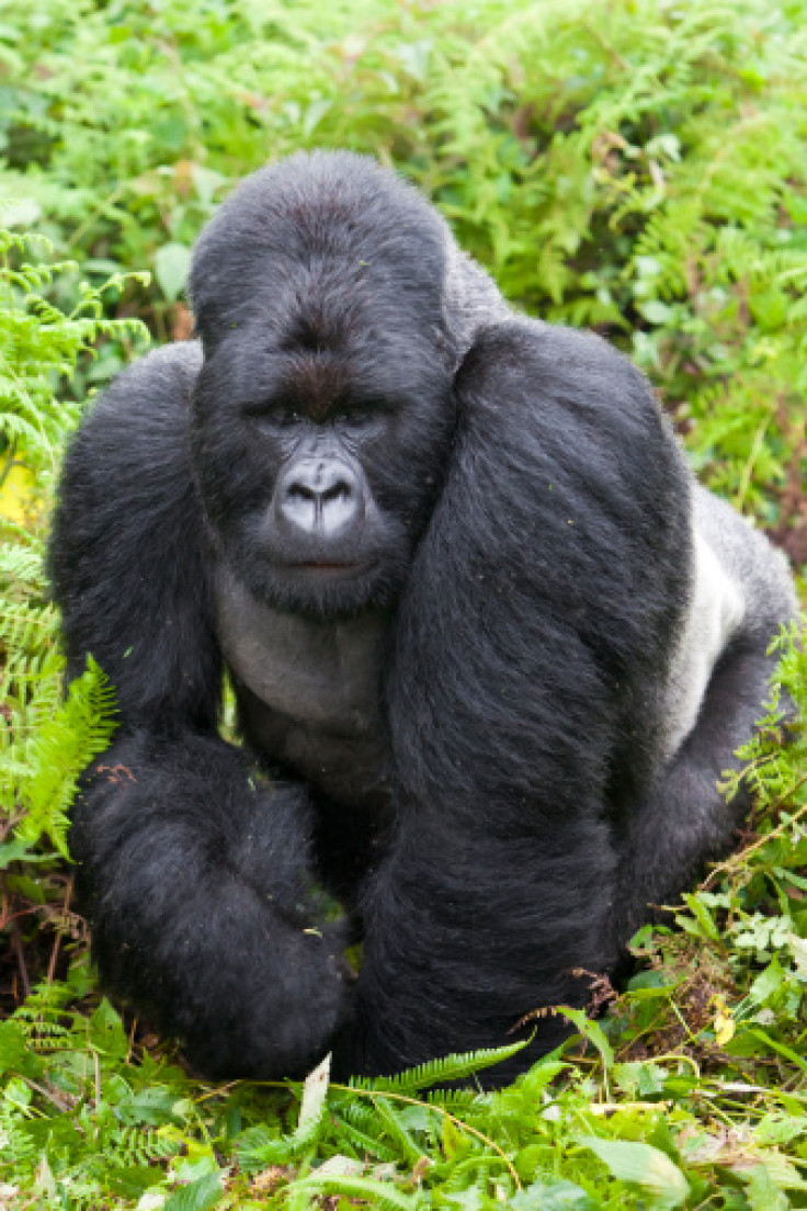 Mountain Gorilla