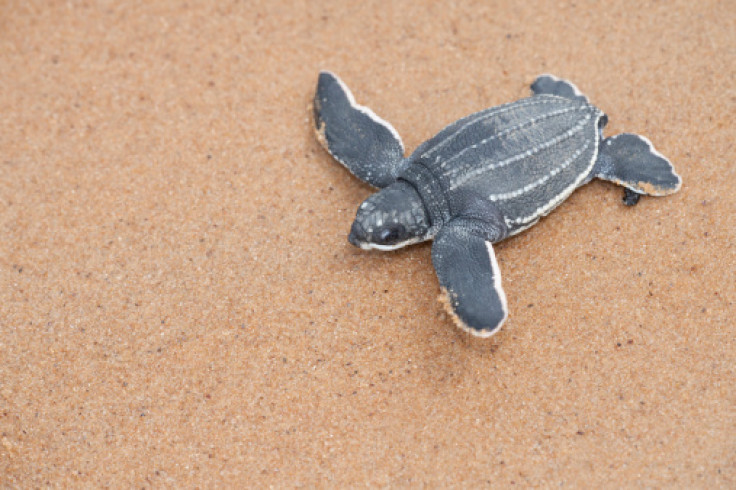 Leatherback Turtle