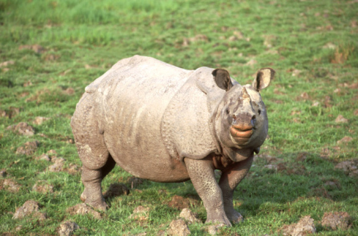 Javan Rhino