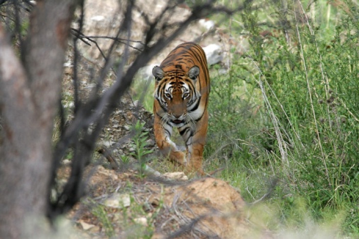 South China Tiger