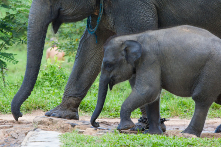 Sumatran Elephant