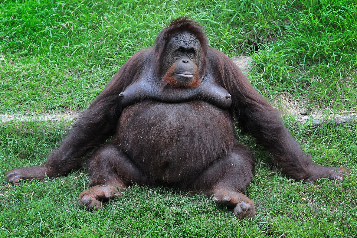PsBattle Fat  Orangutan  photoshopbattles