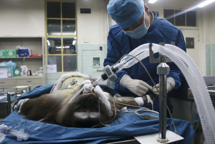 A Tibetian Macaque is given a liver tranplant from a pig, in an experiment in China last year. (Reuters)