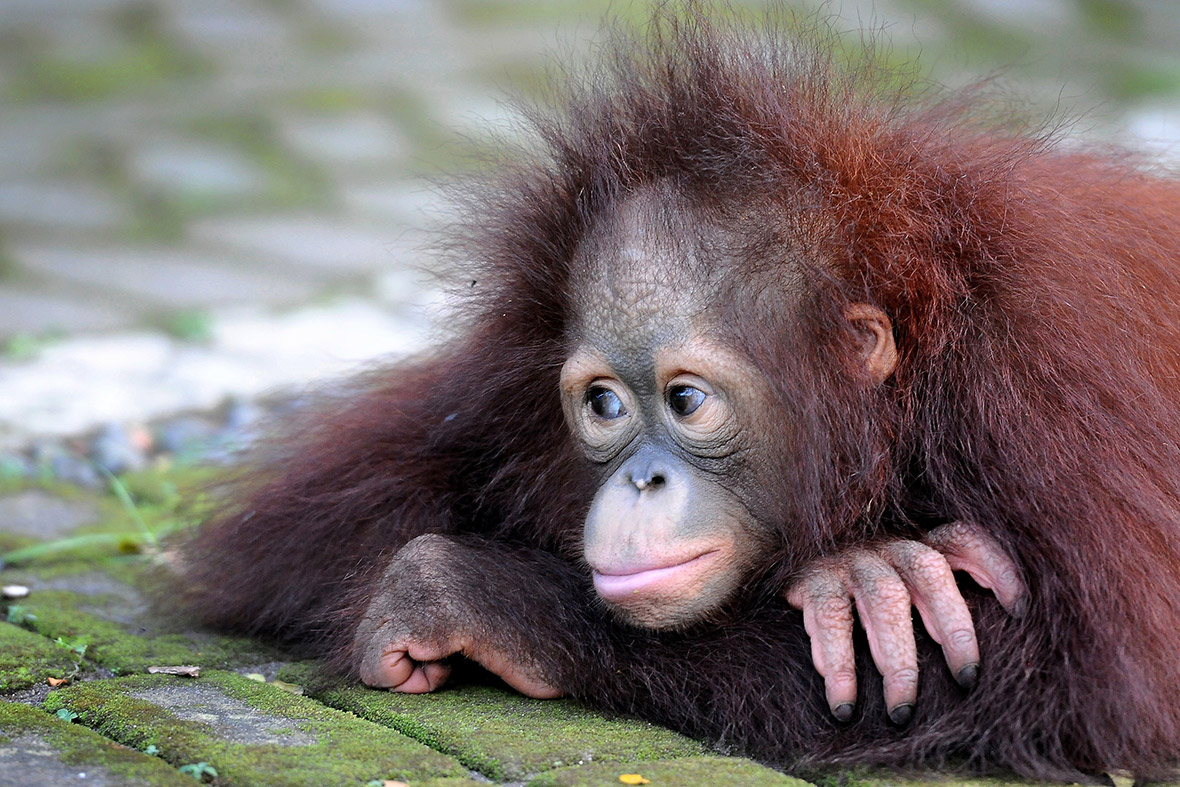 baby orangutans