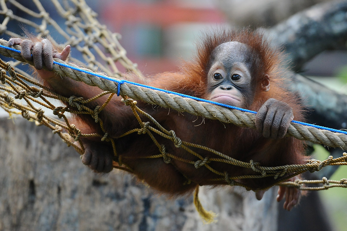baby orangutans