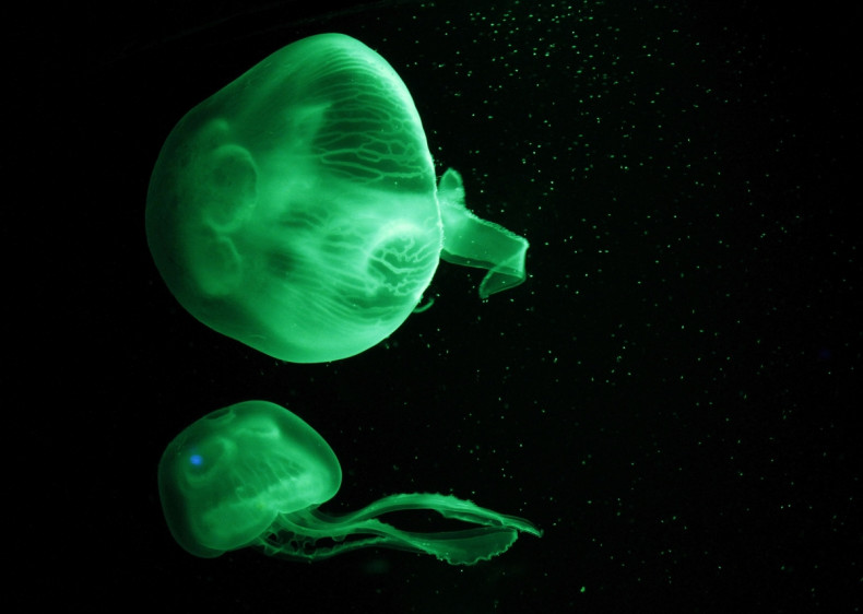 Jellyfish - Mediterranean jellyfish (Aurelia Aurita)