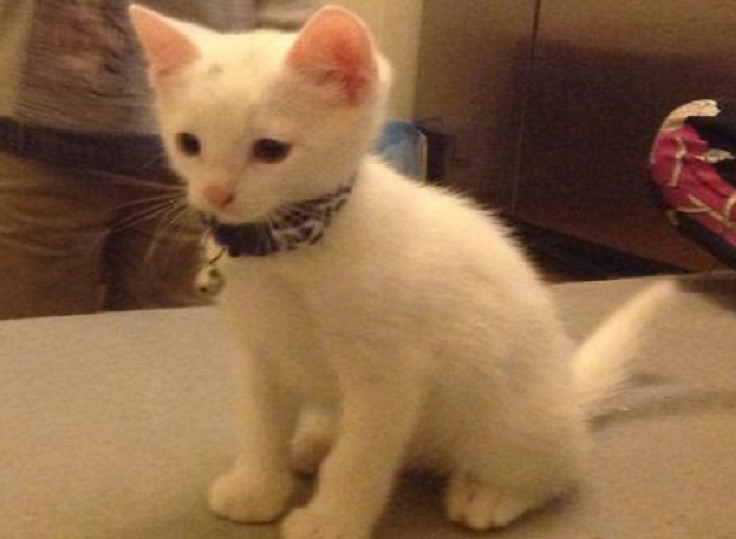 Police have appealed for help catching whoever hanging tiny white kitten, Sono, in Wimbledon