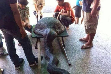 Python Swallows A Wok is Internet Hoax