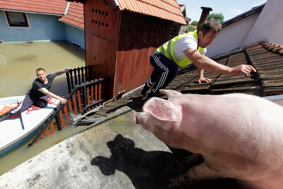 bosnia pigs