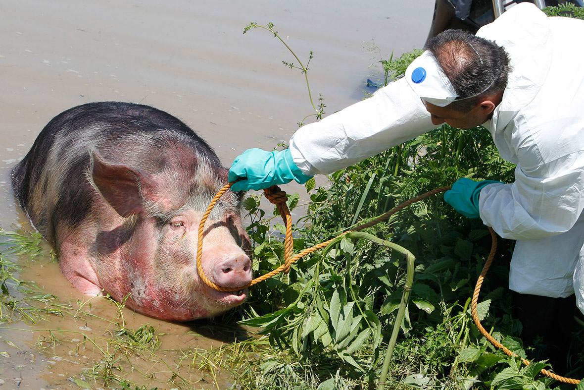 floods pig