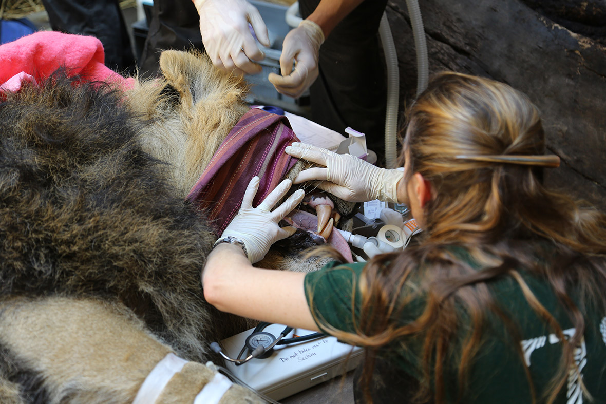 lion check up
