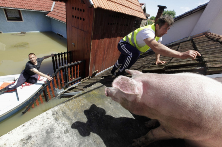 A man climbs on the roof of a house to feed pigs they rescued during heavy floods in the village of Vojskova