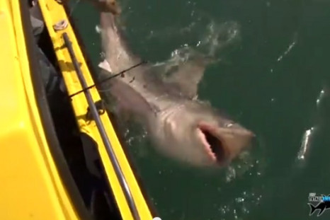 Angler Graeme Pullen caught the big shark off the north coast of Devon on May 20