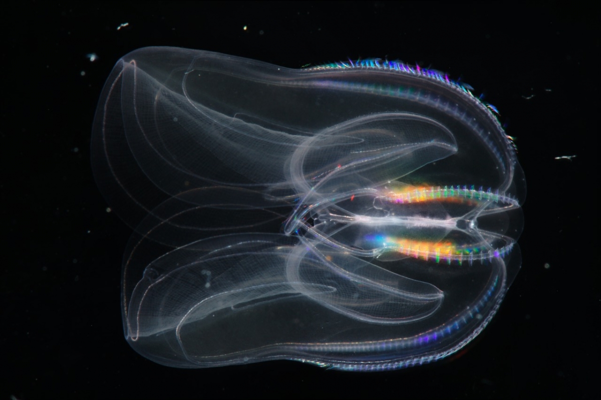 Aliens of the Sea Comb Jellies Rewrite History to 'First Branch