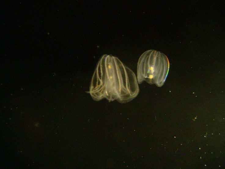 comb jellies