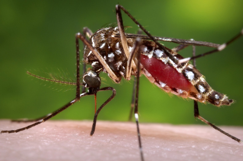 A female Aedes aegypti mosquito can carry potentially deadly diseases as dengue fever