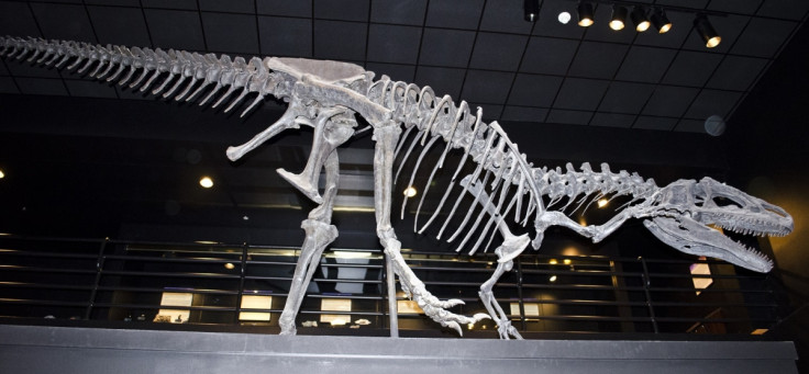 An allosaurus fossil specimen at the Rockies Museum