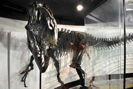 Ebenezer, the allosaurus fossil on display at the Creation Museum in Kentucky