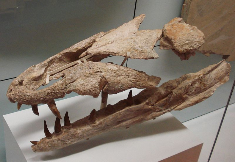 Dakosaurus maximus