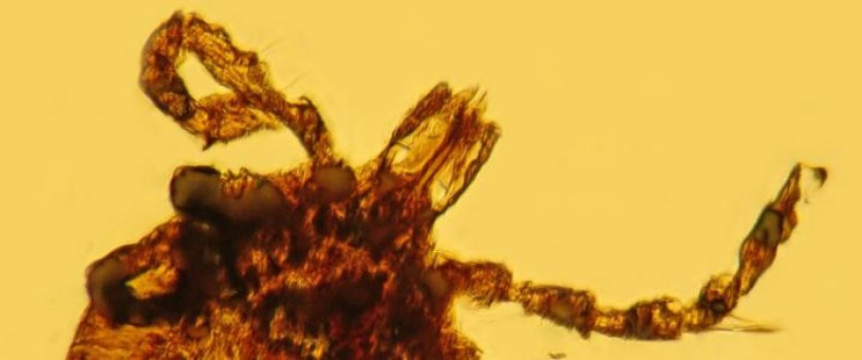 A 15 million-year-old tick fossilised in a piece of amber
