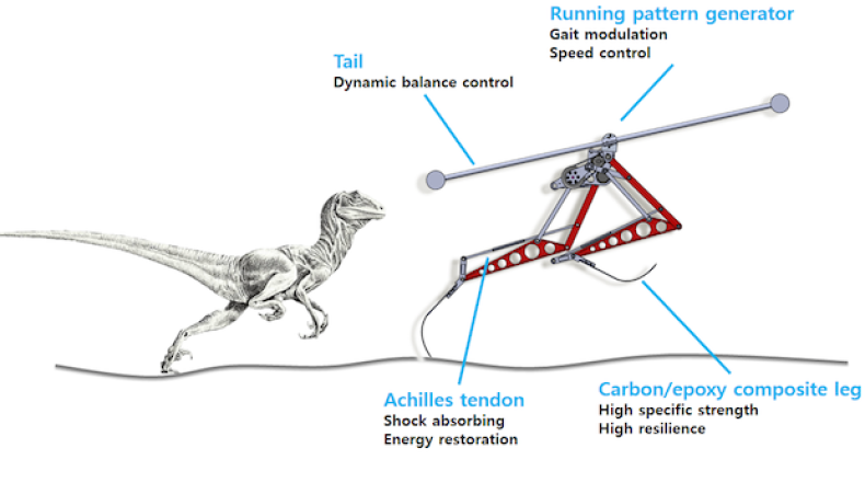 The KAIST Raptor features gait modulation speed control and balance control