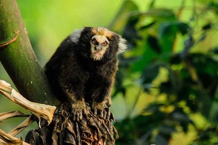 Buffy tufted marmoset