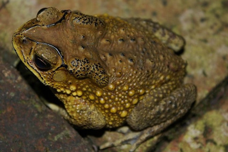 Asian common toads are threatening species in Madagascar