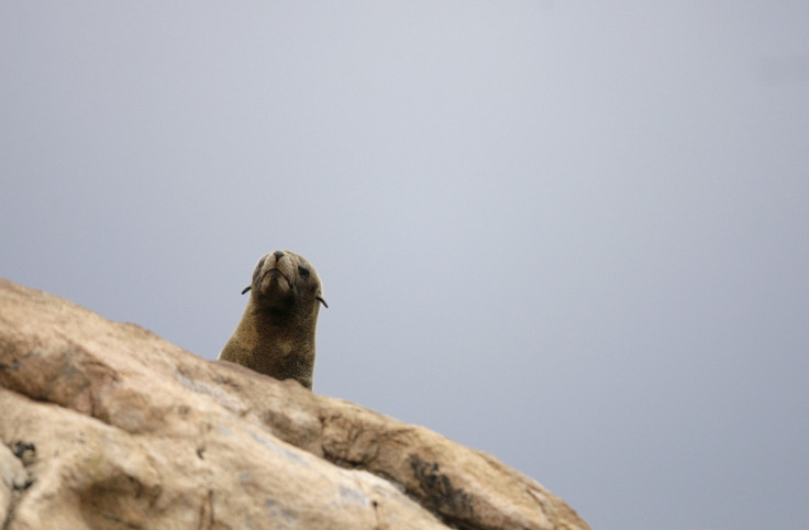 An adult fur seal on an island off the South American coast. (Reuters)