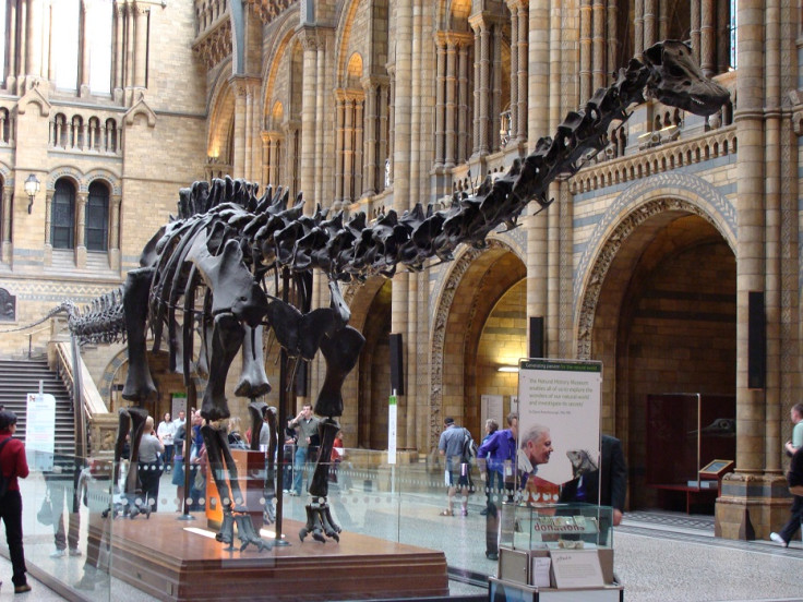 Diplodocus carnegii