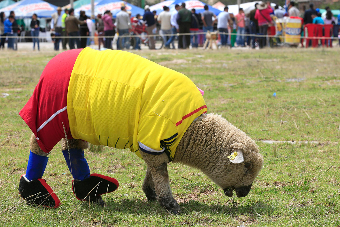 world cup sheep