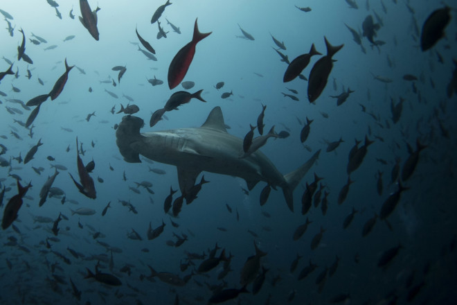 A hammerhead shark swims close to Wolf Island at Galapagos Marine Reserve August 19, 2013. A hammerhead shark swims close to Wolf Island at Galapagos Marine Reserve August 19, 2013.