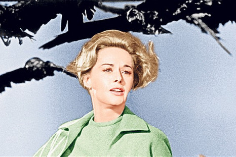 Eerie Portent? Crows swarm around Tippi Hedren in scene from The Birds, by Alfred Hitchcock