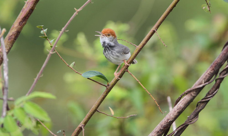 Cambodian tailorbird